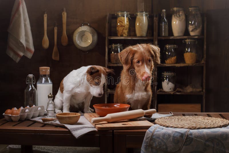 Deux chiens font cuire dans la cuisine Animal familier à la maison image stock Deux chiens font cuire dans la cuisine Animal familier à la maison image stock