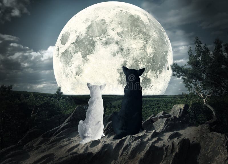 Deux chiens regardant la lune photos stock Deux chiens regardant la lune photos stock