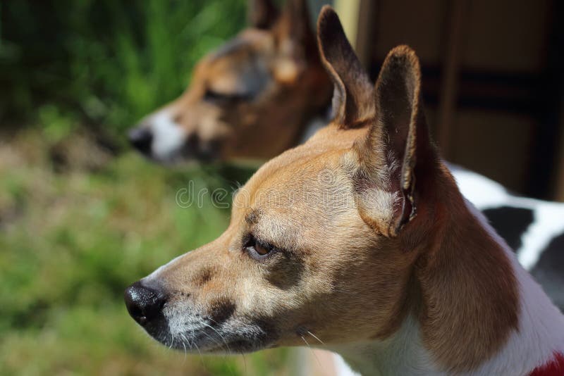 Deux chiens tenant ensemble des terriers de Russell de cric photo stock Deux chiens tenant ensemble des terriers de Russell de cric photo stock