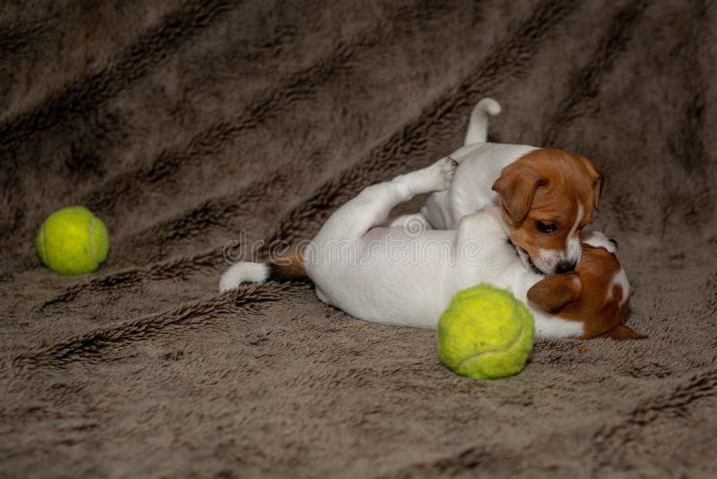 Deux chiots de Jack Russell jouent les uns avec les autres pour les couvertures brunes images libres de droits Deux chiots de Jack Russell jouent les uns avec les autres pour les couvertures brunes images libres de droits
