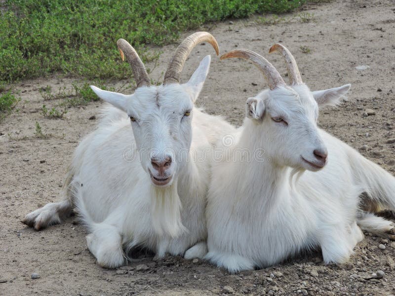 Deux chèvres blanches photo stock