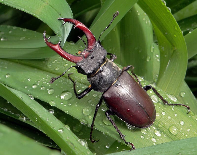 Deux coléoptères de mâle images libres de droits Deux coléoptères de mâle images libres de droits