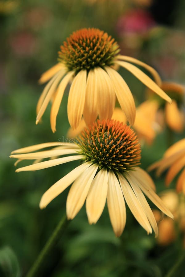 Deux coneflowers jaunes photo stock Deux coneflowers jaunes photo stock