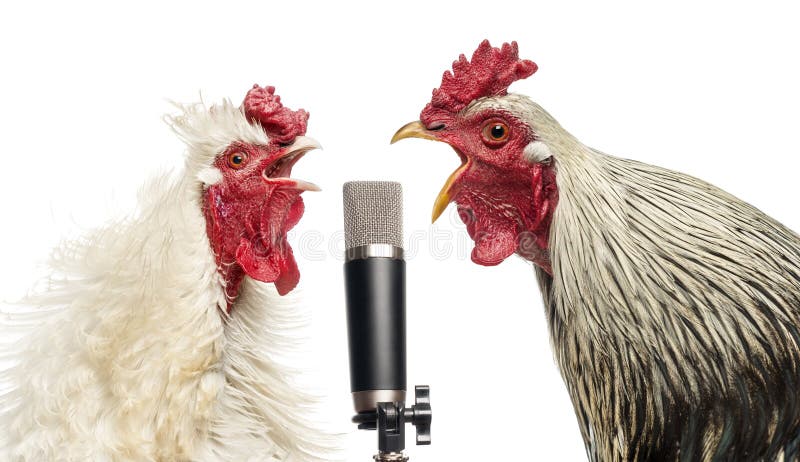 Two roosters singing at a microphone, isolated on white. Two roosters singing at a microphone, isolated on white