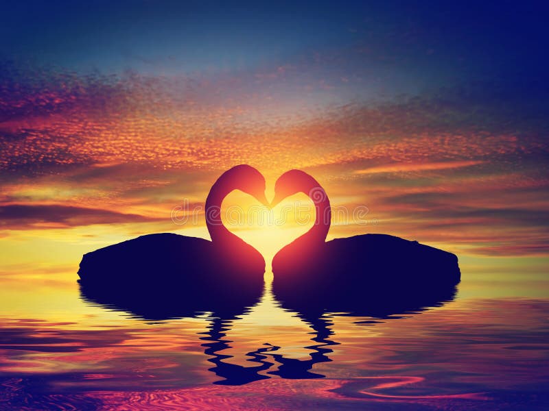 photo stock deux cygnes faisant une forme de coeur au coucher du soleil le jour de valentine image
