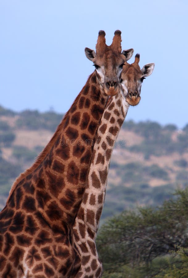 Two giraffeâ€™s - male and female -heads next to each other. The picture was taken at Polokwane Nature Reserve, Limpopo Province, South Africa. Two giraffeâ€™s - male and female -heads next to each other. The picture was taken at Polokwane Nature Reserve, Limpopo Province, South Africa.