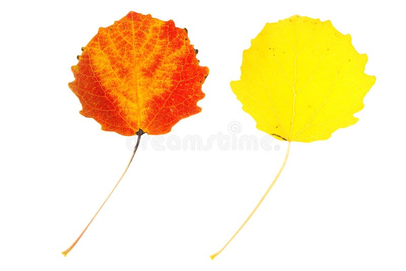 Deux feuilles multicolores de tremble sur d'isolement images stock Deux feuilles multicolores de tremble sur d'isolement images stock
