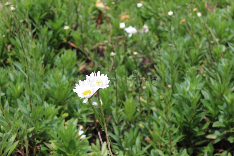 Two white Daisy flowers in a field looking alone and enjoying each other company. Two white Daisy flowers in a field looking alone and enjoying each other company