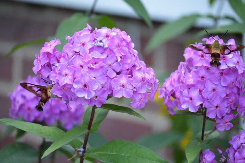 Two beautiful Bumble Bee Moths gathering pollen from Phlox flowers. The Bumble Bee Moth is also known as the Hummingbird Moth and the Clearwing Moth. Two beautiful Bumble Bee Moths gathering pollen from Phlox flowers. The Bumble Bee Moth is also known as the Hummingbird Moth and the Clearwing Moth.