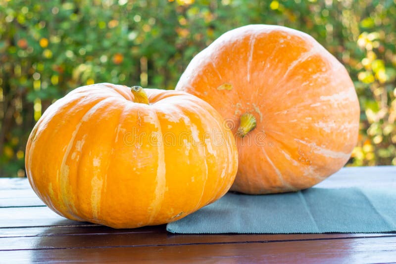 Deux grands potirons sur une table en bois dehors avec le fond vert, la nourriture organique de ferme, le Halloween et l'automne image stock Deux grands potirons sur une table en bois dehors avec le fond vert, la nourriture organique de ferme, le Halloween et l'automne image stock