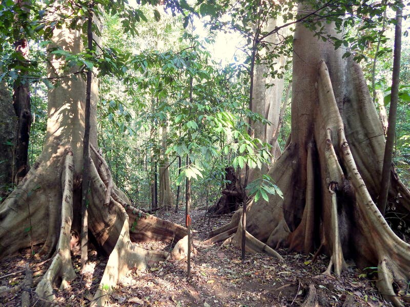 Deux grands vieux arbres dans la jungle photo stock Deux grands vieux arbres dans la jungle photo stock