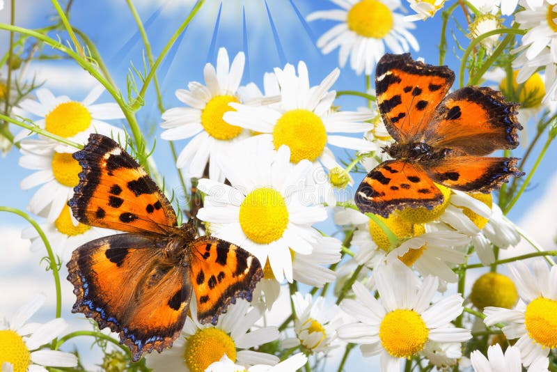 Two charming butterflies among flowers. Two charming butterflies among flowers