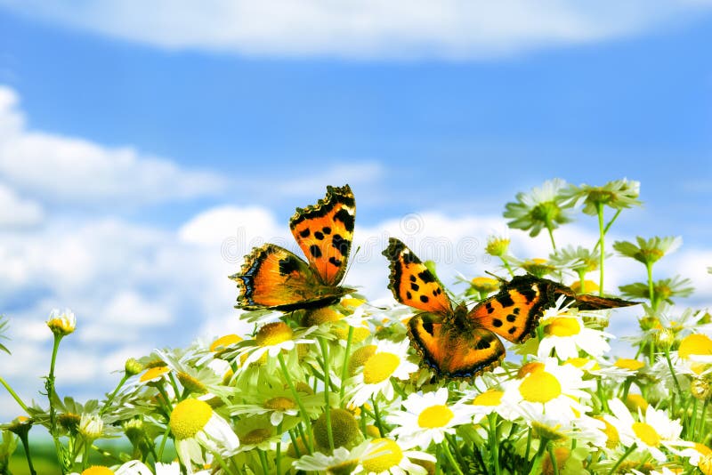 Two charming butterflies among flowers. Two charming butterflies among flowers