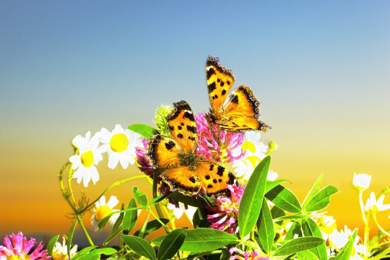 Two charming butterflies among flowers. Two charming butterflies among flowers