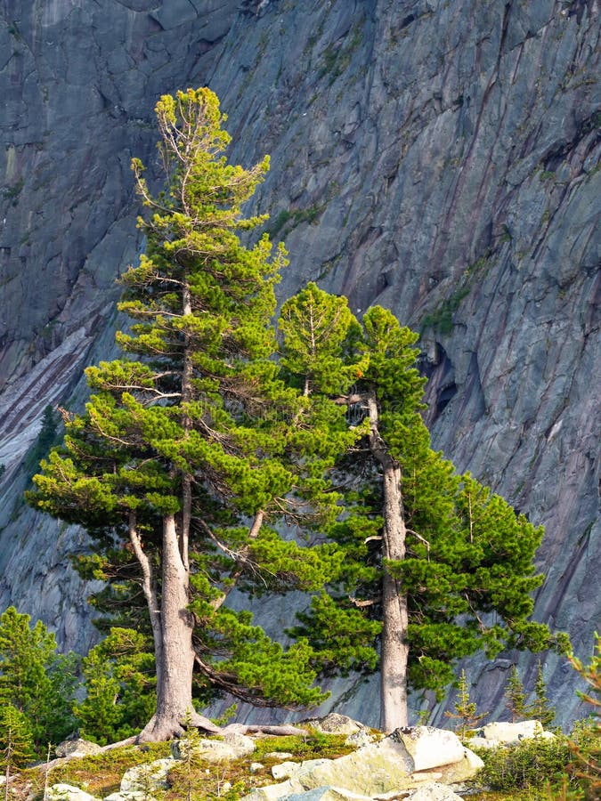 Deux immenses cèdres verts sur un versant ensoleillé en toile de fond d'une haute montagne. vue verticale photos stock
