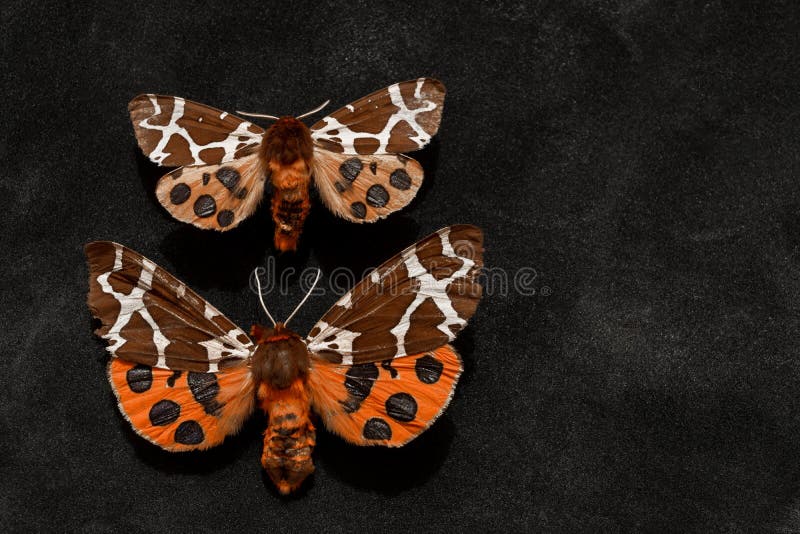 Two very old Garden tiger moths taken from butterflies collection box and placed on black background. Two very old Garden tiger moths taken from butterflies collection box and placed on black background
