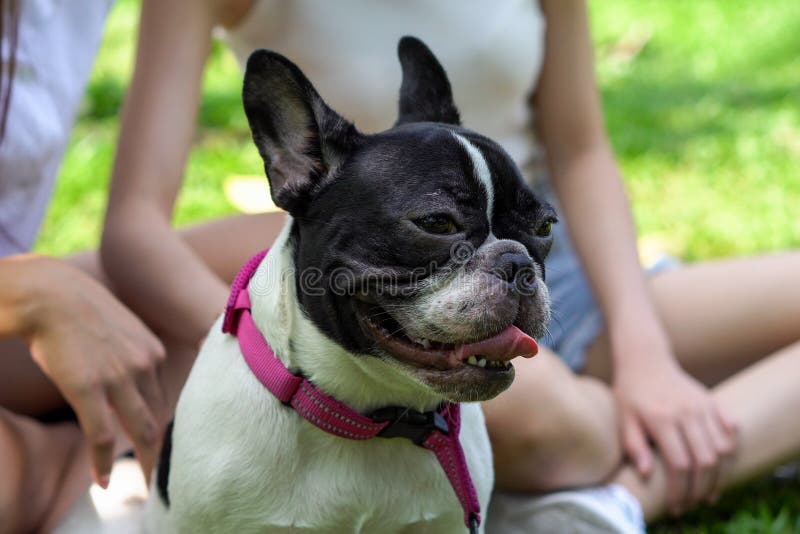 deux jeunes femmes asiatiques jouant avec un chiot bulldog français dans le parc extérieur chien de fermeture images libres de droits deux jeunes femmes asiatiques jouant avec un chiot bulldog français dans le parc extérieur chien de fermeture images libres de droits