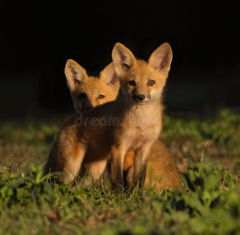 Deux Kits Bebe Renard Rouge Regardant La Camera Dans La Lumiere Du Matin Parfaite Un Legerement Ombrage Par Le Premier Image Stock Image Du Herbe Carnassier