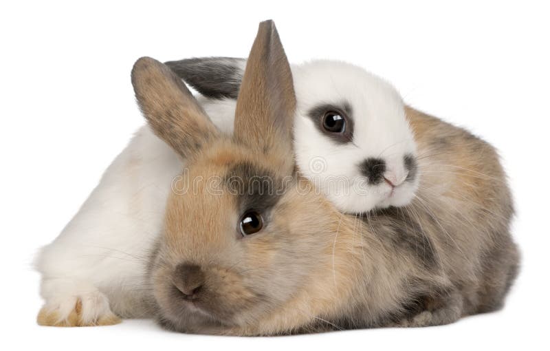 Deux lapins Deux lapins