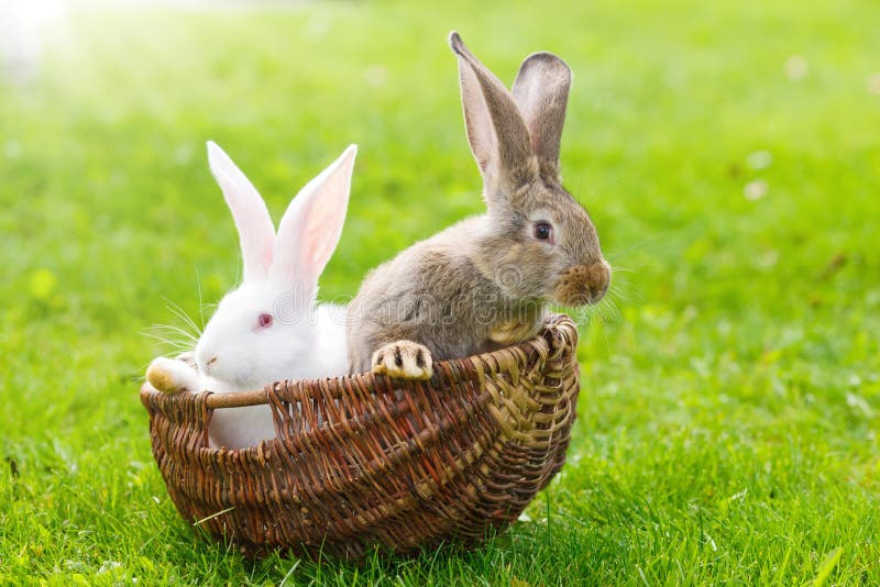 Deux lapins dans le panier en osier