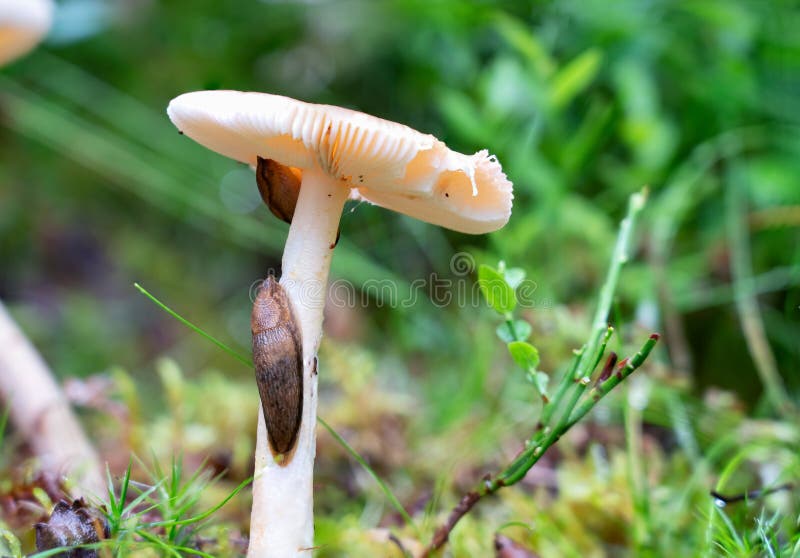 Two land slugs eating white mushroom russula, very common an edible mushroom growing out of a layer of moss and grass, close up photo. Two land slugs eating white mushroom russula, very common an edible mushroom growing out of a layer of moss and grass, close up photo