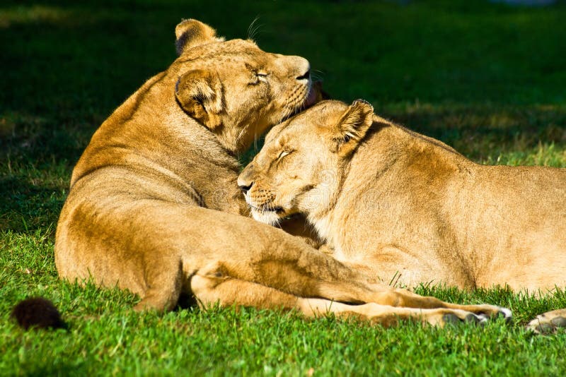 Two female lions and an active lioness interacting by cleaning and licking each other in Wroclaw ZOO, Poland. Two female lions and an active lioness interacting by cleaning and licking each other in Wroclaw ZOO, Poland