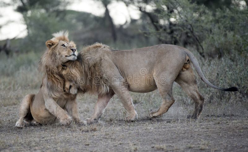 , deux lions masculins saluant image stock , deux lions masculins saluant image stock