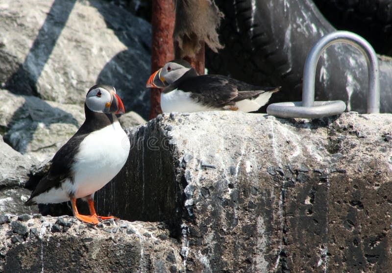 Two puffins, fratercula arctica, on steps of landing point on one of the Farne Islands, Northumberland, England. Two puffins, fratercula arctica, on steps of landing point on one of the Farne Islands, Northumberland, England