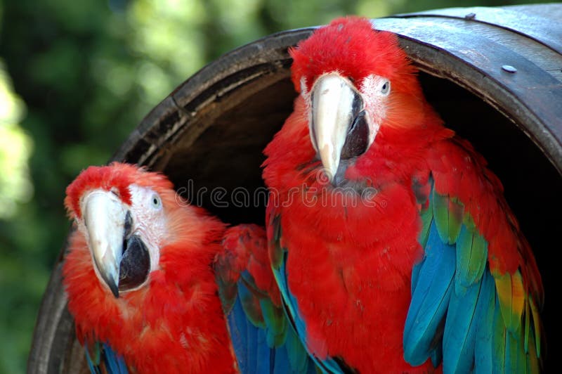 Deux Macaws à ailes verts photos libres de droits