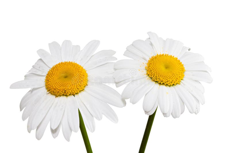 Two daisies isolated on a white background. Two daisies isolated on a white background.