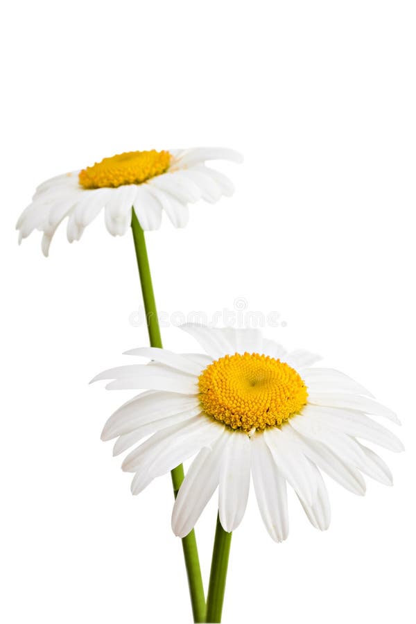 Two daisies isolated on a white background. Two daisies isolated on a white background.