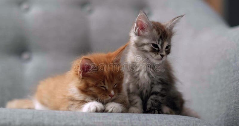 Deux mignonnes chatons rayés gingembre et gris dormir à la maison sur canapé gris adorable petits chats Relax familiers animaux do clips vidéos
