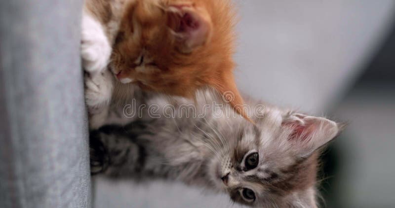 Deux mignonnes chatons rayés gingembre et gris dormir à la maison sur canapé gris adorable petits chats Relax familiers animaux do banque de vidéos