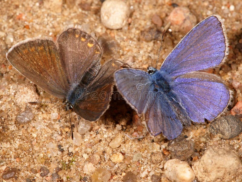 Two moths- It is photographed by close up. Two moths- It is photographed by close up