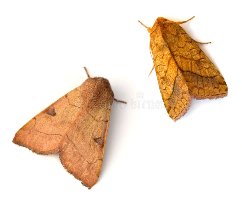 Bent-line Dart (Choephora fungorum) and Bordered Sallow Moth (Pyrrhia cilisca). Bent-line Dart (Choephora fungorum) and Bordered Sallow Moth (Pyrrhia cilisca)