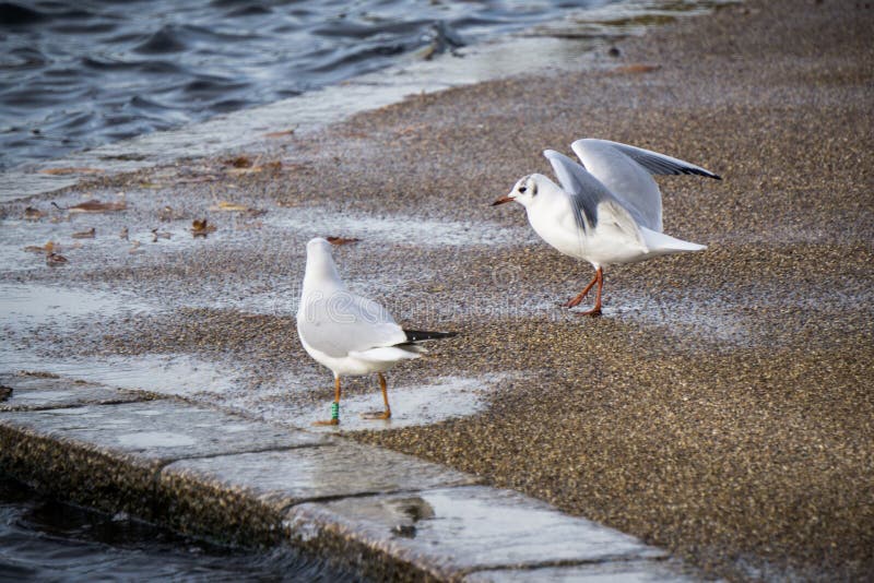 Deux mouettes au bord du lac photos stock Deux mouettes au bord du lac photos stock
