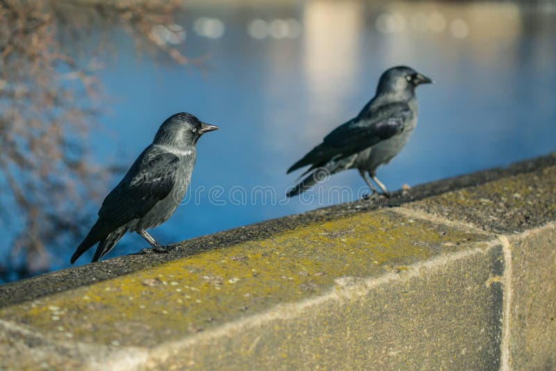 Deux Noirs Et Oiseaux Gris Choucas Communs Photo Stock