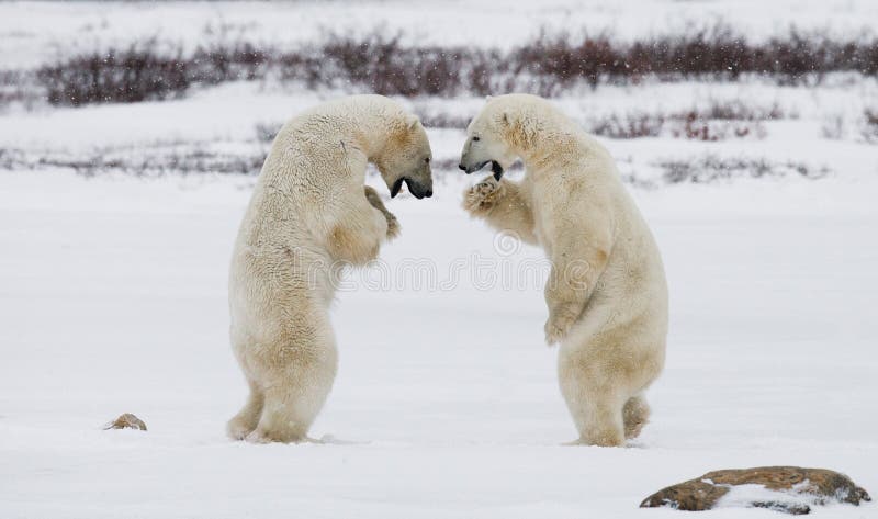 Deux ours blancs jouant les uns avec les autres dans la toundra canada images stock Deux ours blancs jouant les uns avec les autres dans la toundra canada images stock