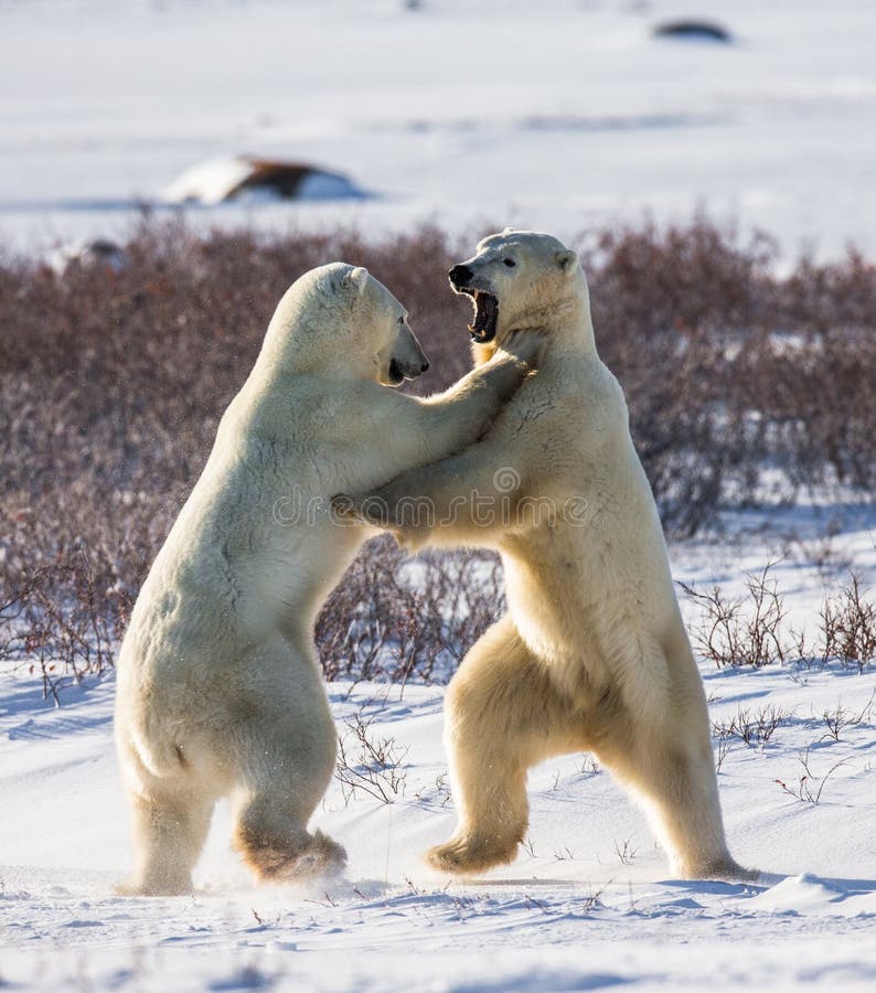 Deux ours blancs jouant les uns avec les autres dans la toundra canada images stock Deux ours blancs jouant les uns avec les autres dans la toundra canada images stock