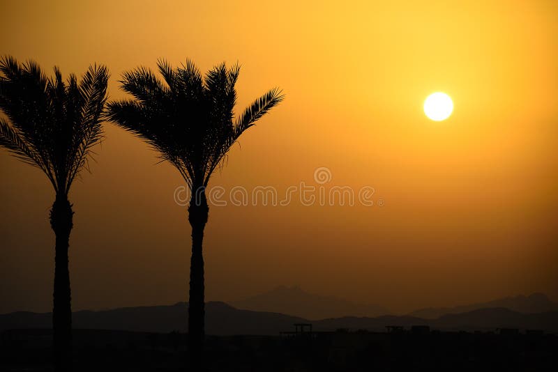 Deux palmiers dans le coucher du soleil image stock Deux palmiers dans le coucher du soleil image stock