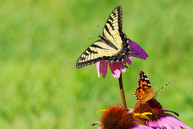 Deux papillons sur des fleurs avec l'espace vert ouvert de fond photo libre de droits Deux papillons sur des fleurs avec l'espace vert ouvert de fond photo libre de droits