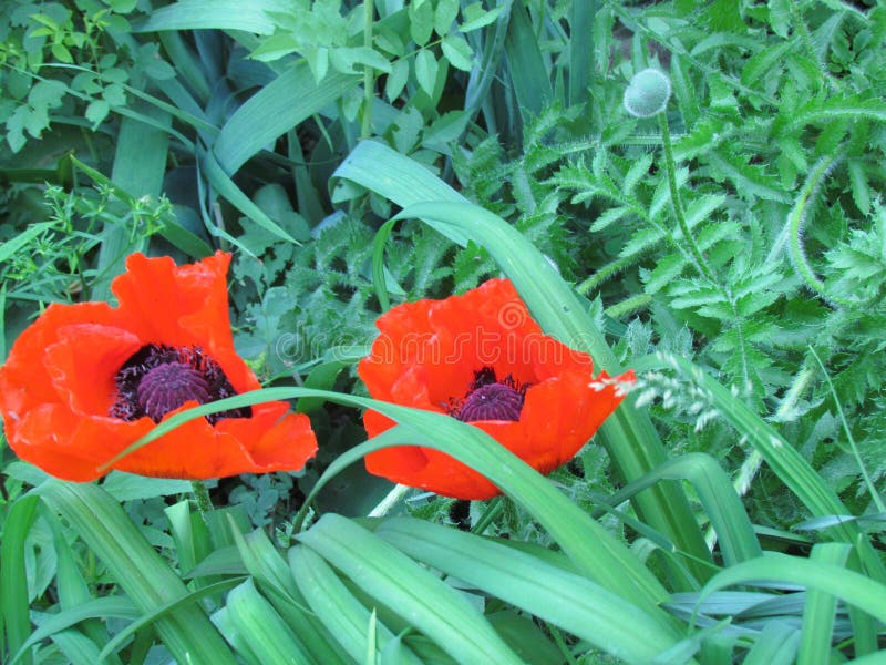 Two red poppies with dark violet cores located among green leavesl. Two red poppies with dark violet cores located among green leavesl