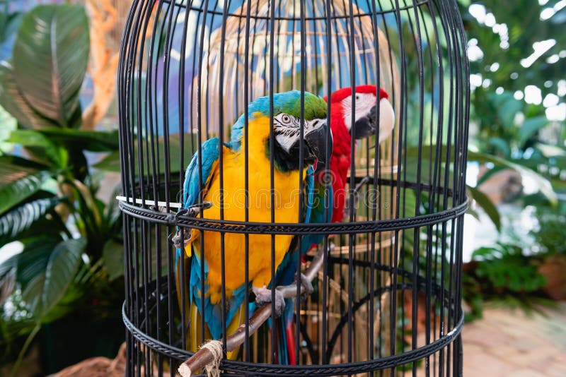 Blue and yellow and red parrots with black and white beaks sit on perch in cage with plants around and looking at camera, exotic birds. Blue and yellow and red parrots with black and white beaks sit on perch in cage with plants around and looking at camera, exotic birds