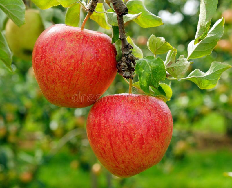 Two red delicious apples hanging from a green tree in the summer. Two red delicious apples hanging from a green tree in the summer.