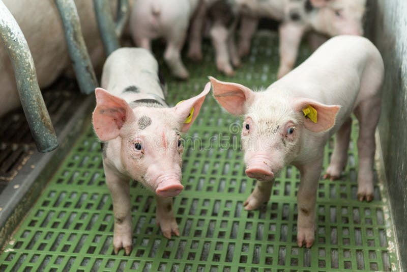 Deux porcs, ferme de porc, porcelets drôles photographie stock Deux porcs, ferme de porc, porcelets drôles photographie stock