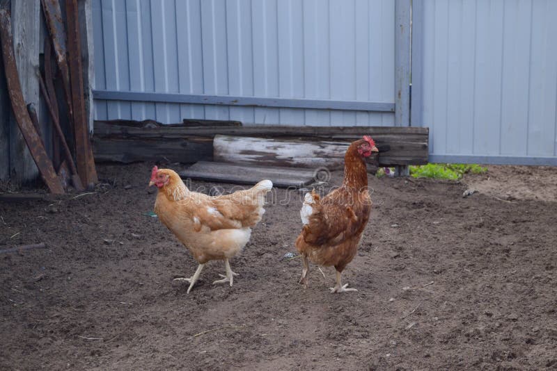 Deux poulets dans la cour de pays - ferme agricole image stock
