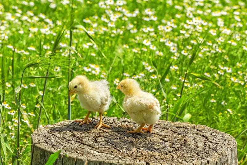 Two chickens on a stump on a background of green meadow with camomiles in a sunny summer day. Two chickens on a stump on a background of green meadow with camomiles in a sunny summer day