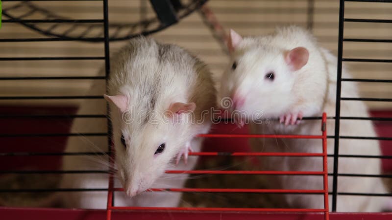 Deux rats drôles cherchent à sortir de la cage et prient pour la nourriture. Les rats en pet ferment vers le haut de la vidéo de l banque de vidéos