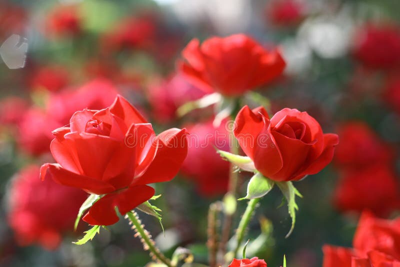 Deux roses rouges dans la roseraie images stock Deux roses rouges dans la roseraie images stock