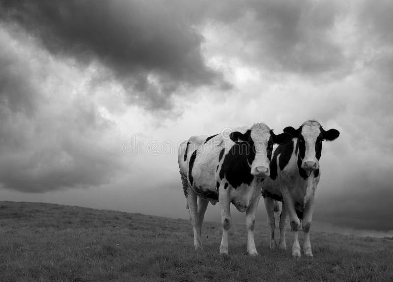 Two cows on a hillside in black and white. Two cows on a hillside in black and white